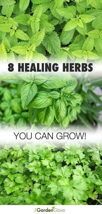 8 Healing Herbs to Grow in Your Garden