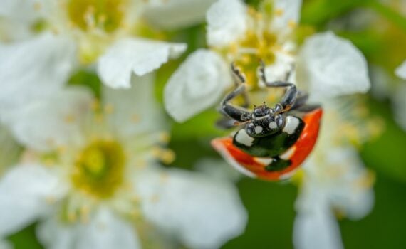 close up of a ladybug on some white flowers