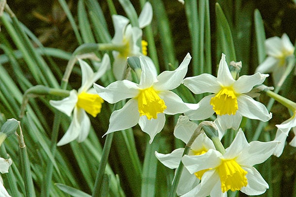 daffodils 03