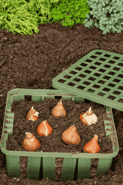 basket of tulip bulbs