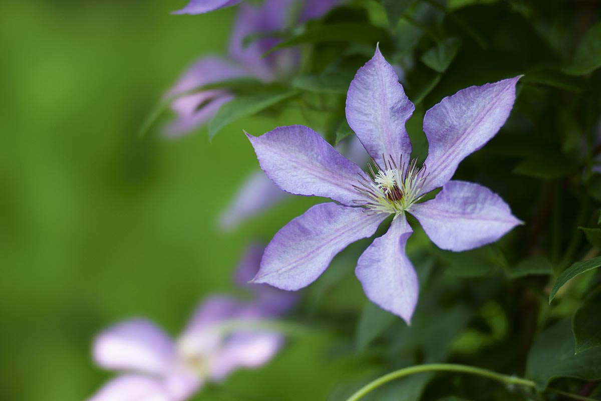 How To Develop & Plant Clematis Vines • The Yard Glove