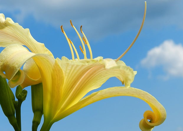 Nice Daylilies • The Yard Glove