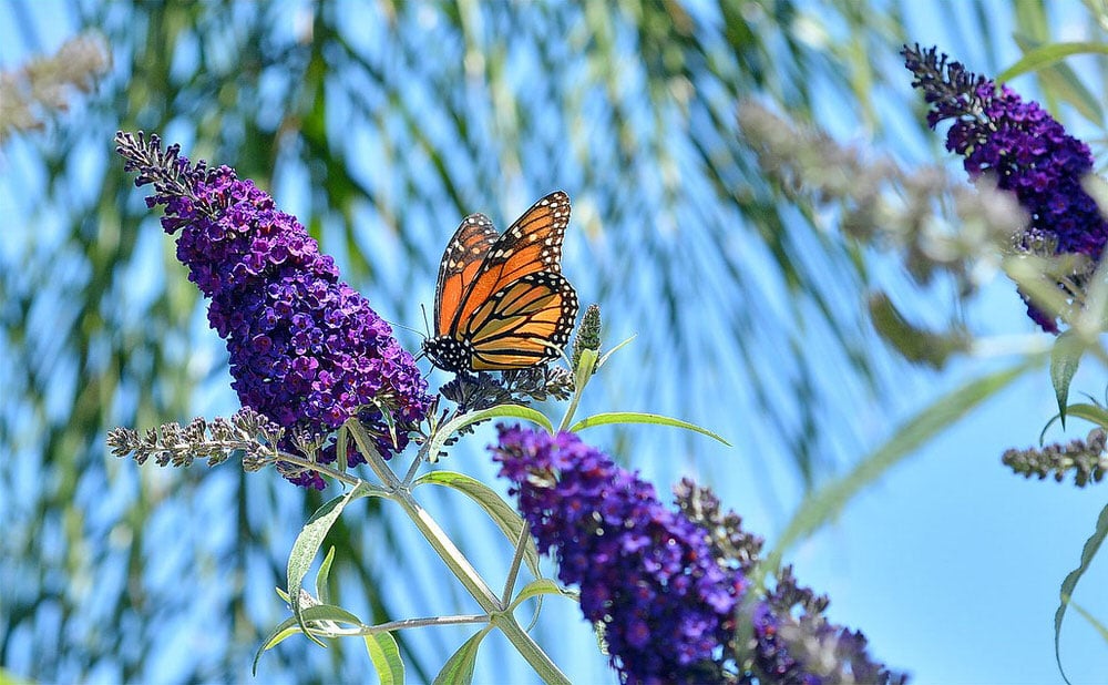 How (and Why) To Develop A Butterfly Bush • The Yard Glove