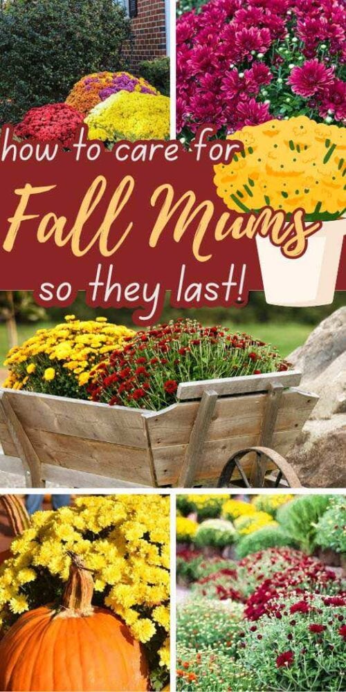 collage of photos showing fall mums with text overlay "how to care for fall mums to they last!"