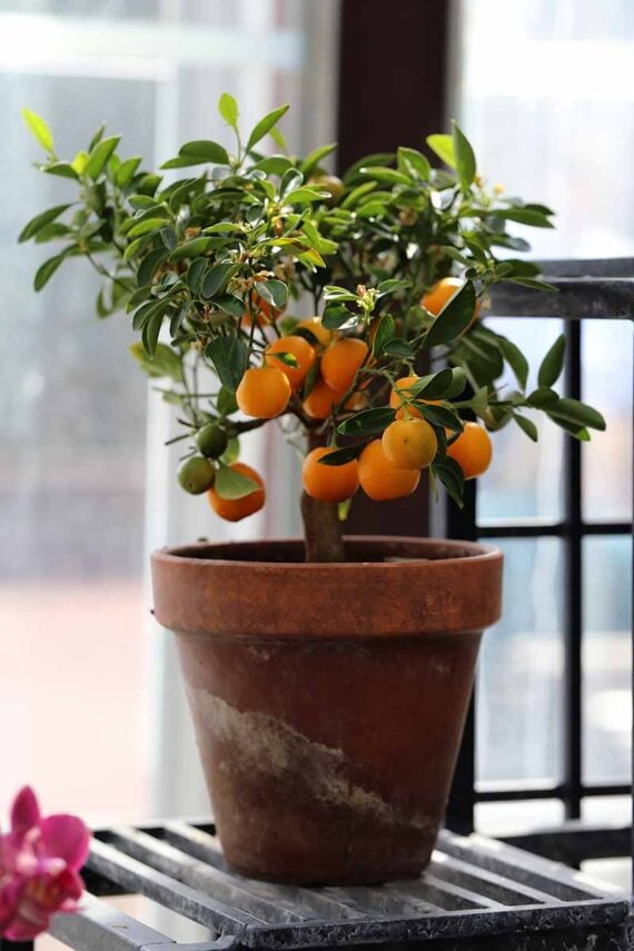 small citrus tree in a terra cotta pot indoors