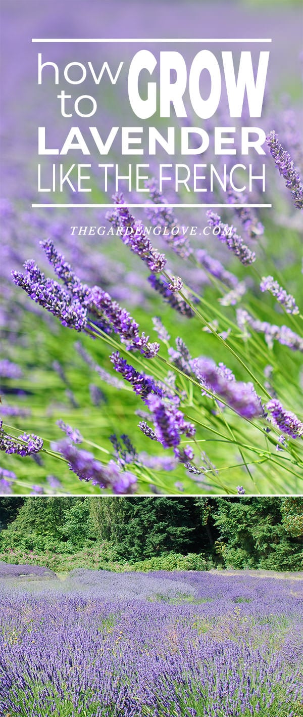 How To Grow Lavender Like the French!