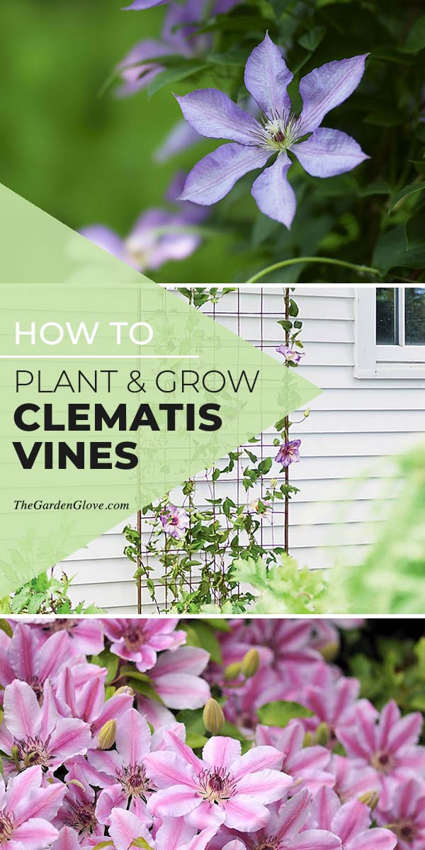 How To Grow & Plant Clematis Vines