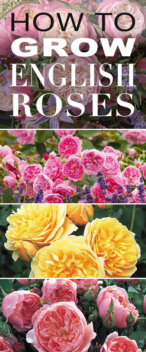 how to grow english roses