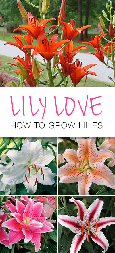 Lily Love : How to Grow Lilies