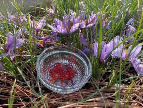 saffron flowers with a small dish of harvested saffron threads