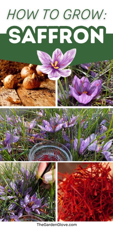 collage of photos of saffron, the saffron crocus flower, and saffron corms