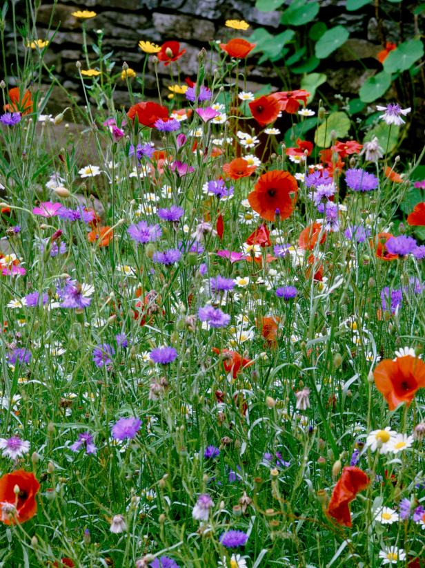 How to Grow a Wildflower Garden