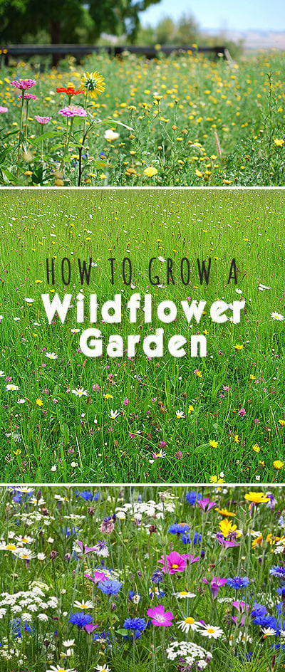 How to Grow a Wildflower Garden