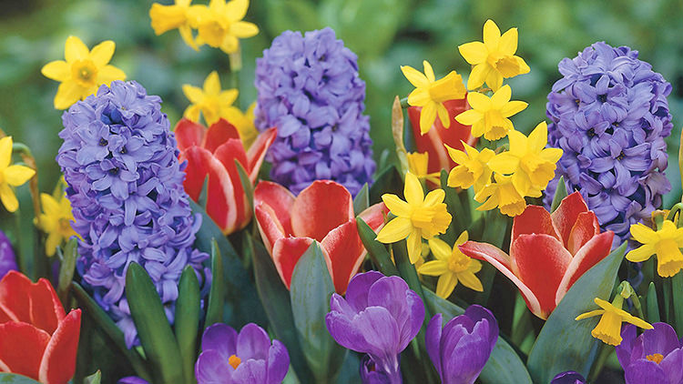 hyacinth, daffodils, tulips, and crocus growing together