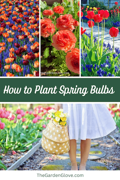 how to plant spring bulbs featuring design ideas, tips and tricks, and planting instructions