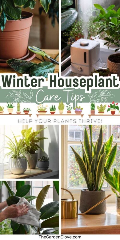 collage of photos relating to winter houseplant care