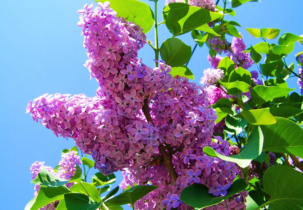 Planting Lilac Bushes & How one can Develop Them • The Yard Glove