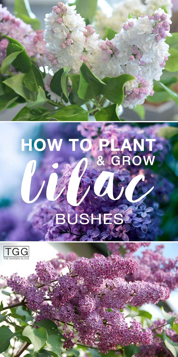 Planting Lilac Bushes & How to Grow Them