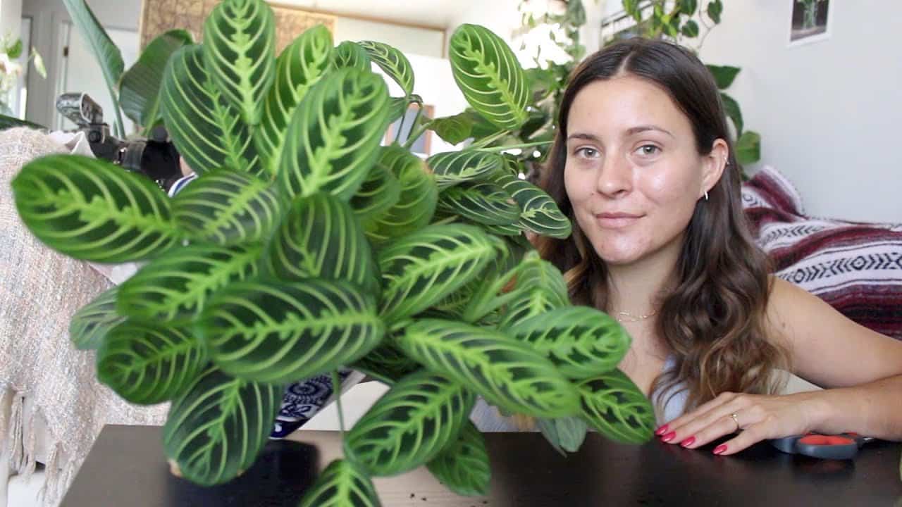 woman with prayer plant care