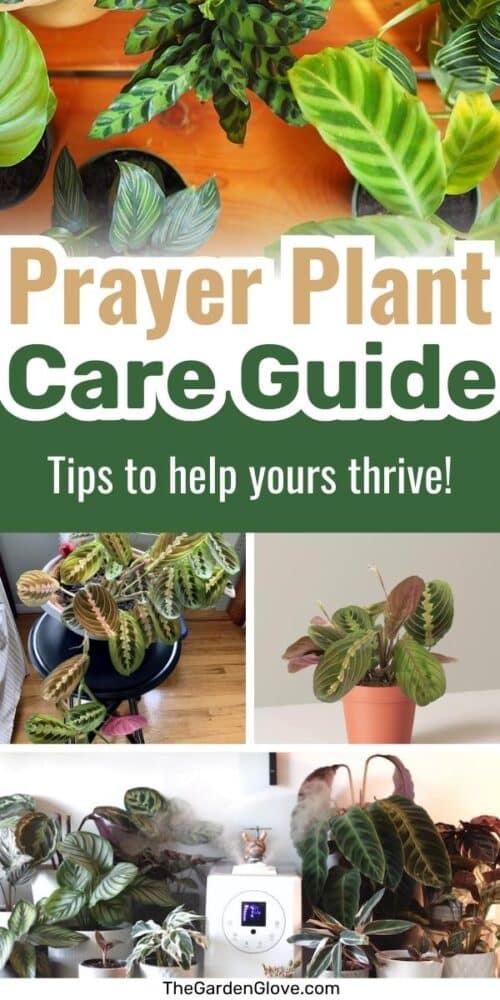 collage of various prayer plants in different settings with text overlay reading"prayer plant care guide - tips to help yours thrive"