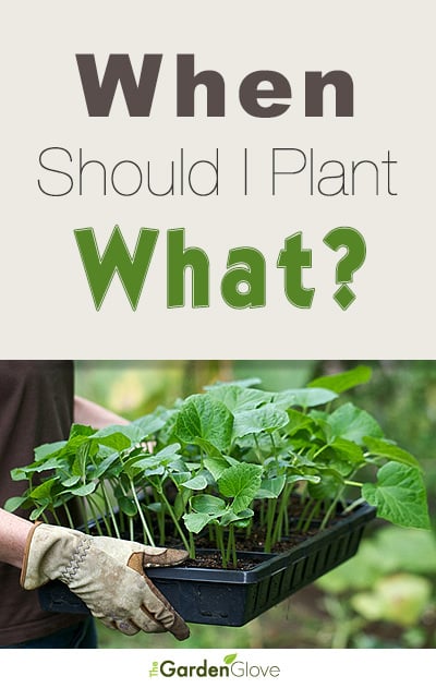 When should I plant what