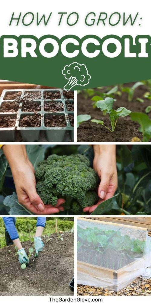 collage of photos showing how to grow broccoli along different stages of the growth cycle