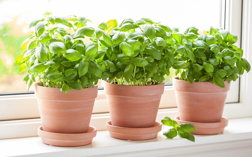 The way in which to Develop Basil (Indoors & Out!) • The Yard Glove