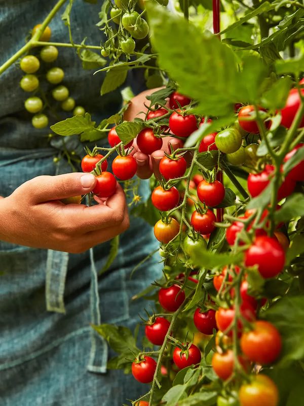 How one can Develop Cherry Tomatoes at Residence • The Yard Glove