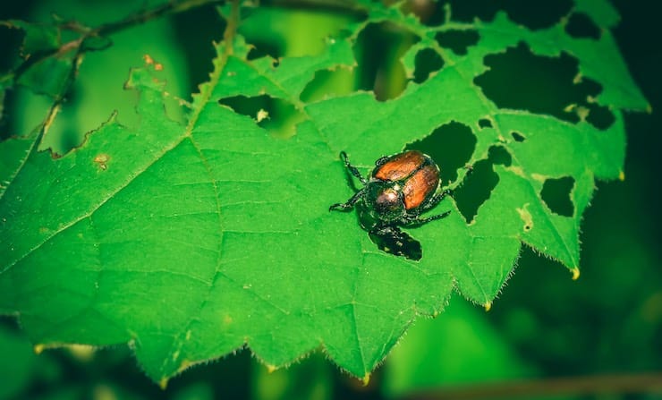 About Japanese Beetles and Learn the way to Get Rid of Them • The Yard Glove