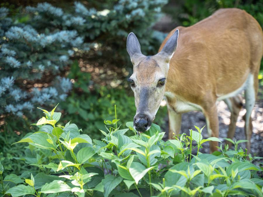 Discover ways to Protect Deer Out of the Yard • The Yard Glove